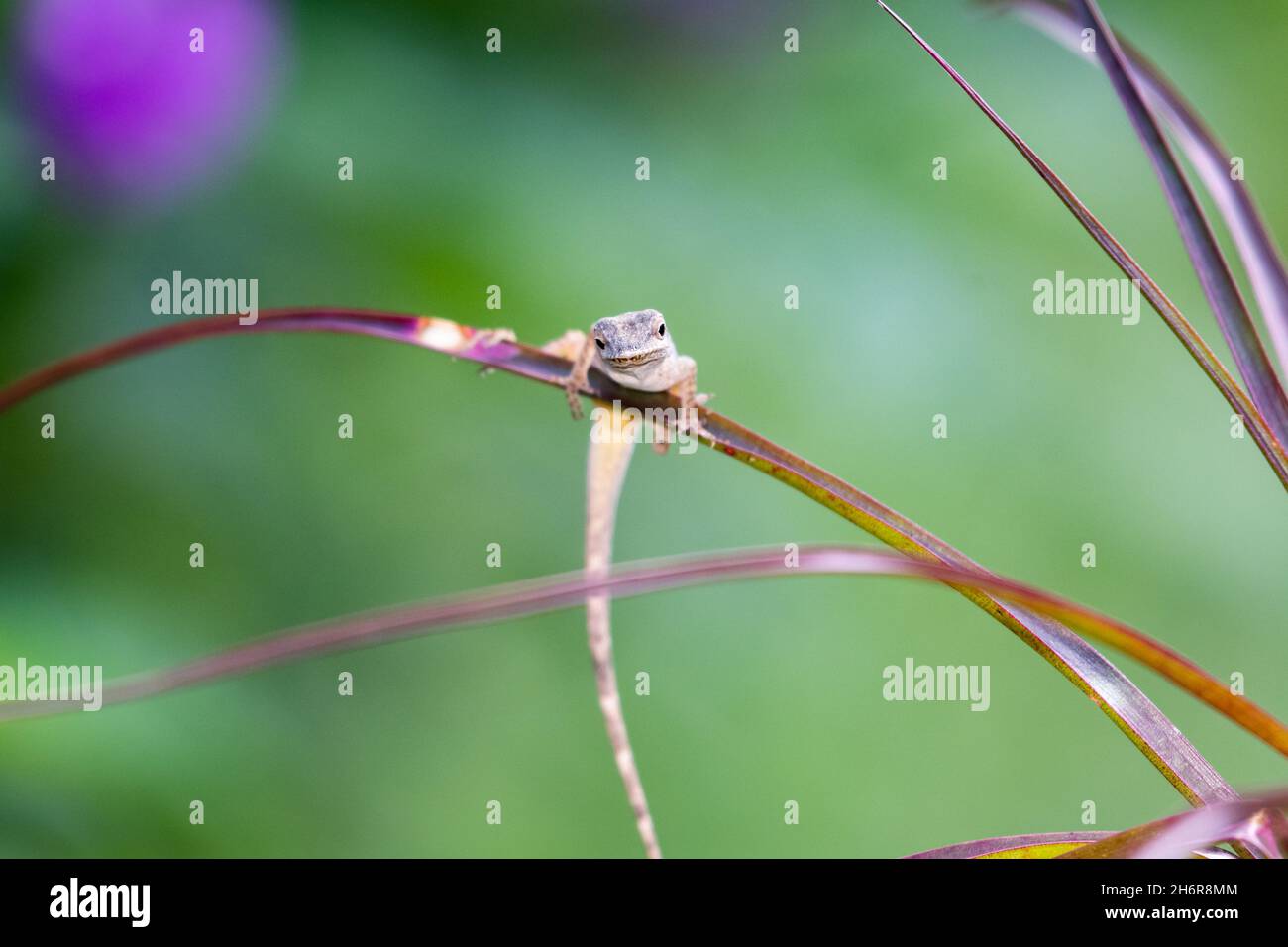 Eine Eidechse, die an einem Bromeliadenblatt hängt, entschlossene nicht zu fallen. Stockfoto