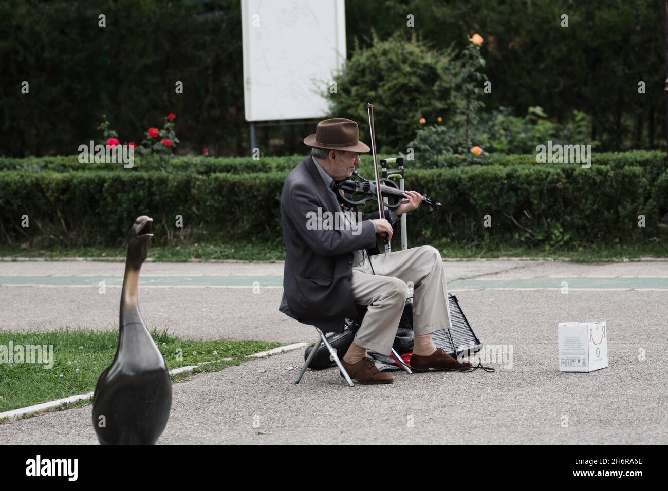 Der Geigenspieler und sein Schwan Stockfoto