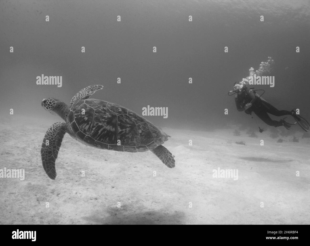 Graustufenaufnahme eines Tauchers, der eine Meeresschildkröte im Wasser schwimmt Stockfoto