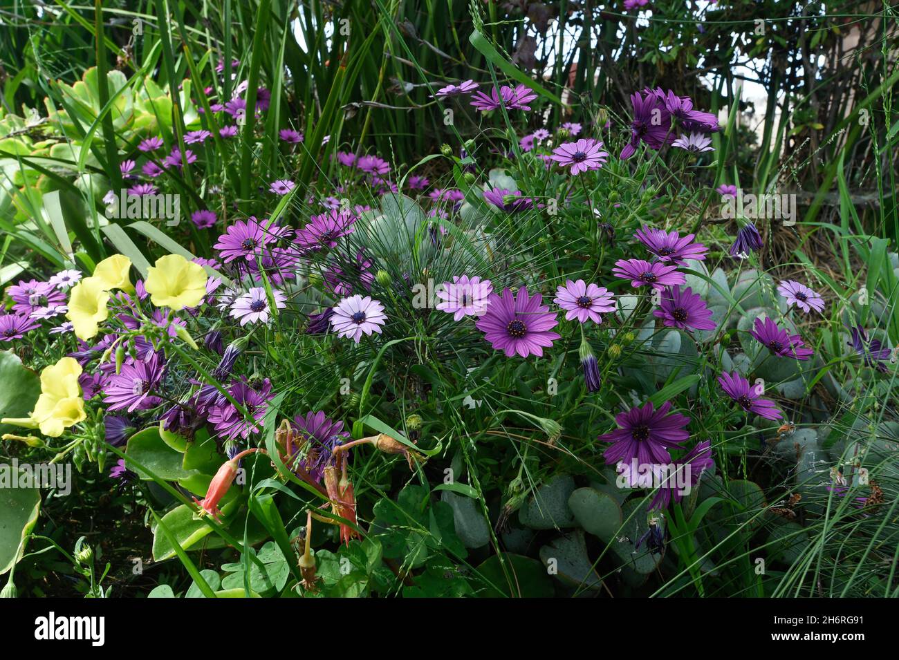 Frühling Blumen in San Diego, Kalifornien Stockfoto