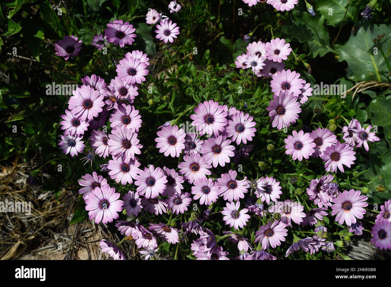 Frühling Blumen in San Diego, Kalifornien Stockfoto