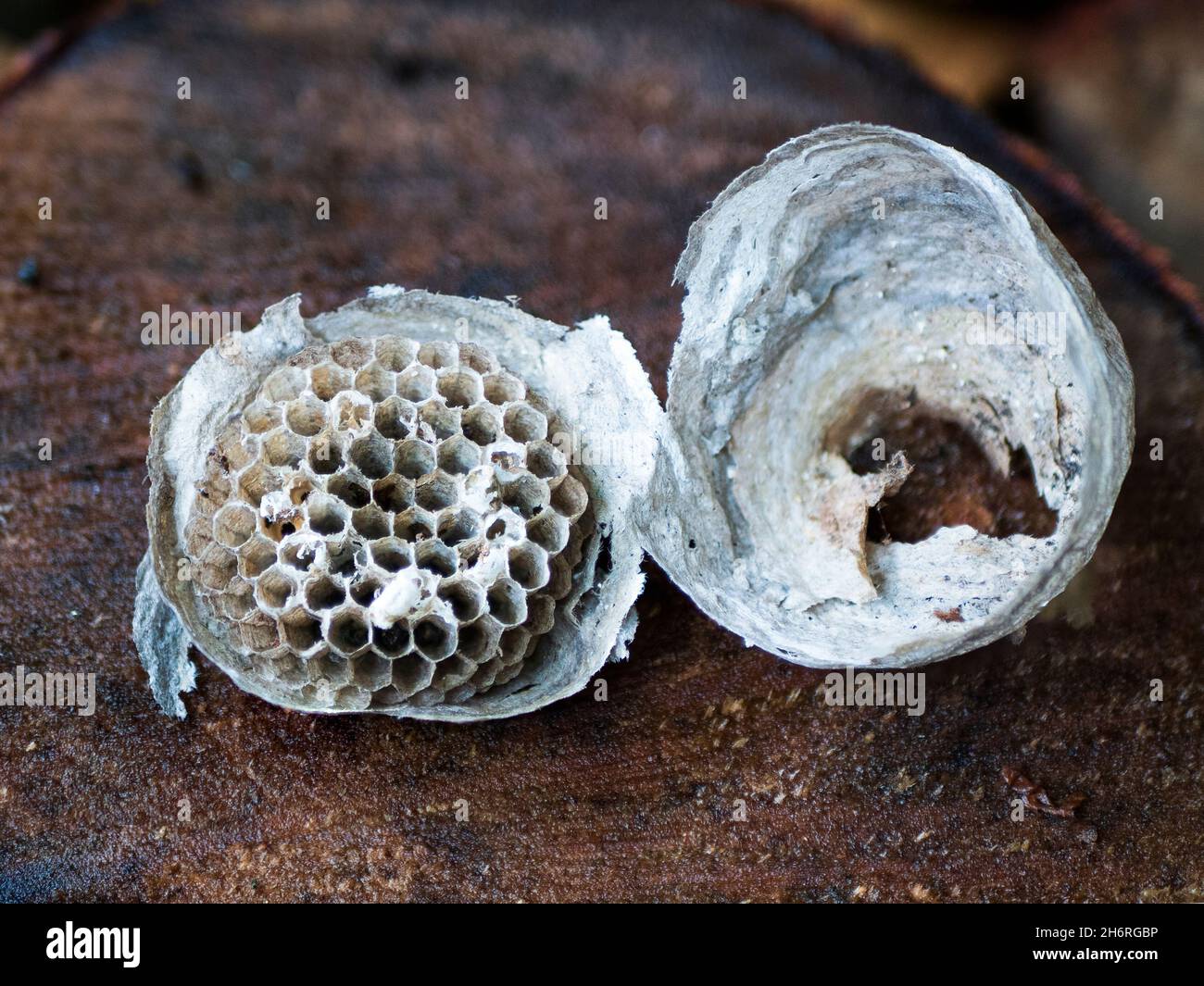 Zerstörtes Papiernest, das von Wespen verlassen wurde. Lebensraum für Insekten. Hornet's Nest, Nahaufnahme Stockfoto