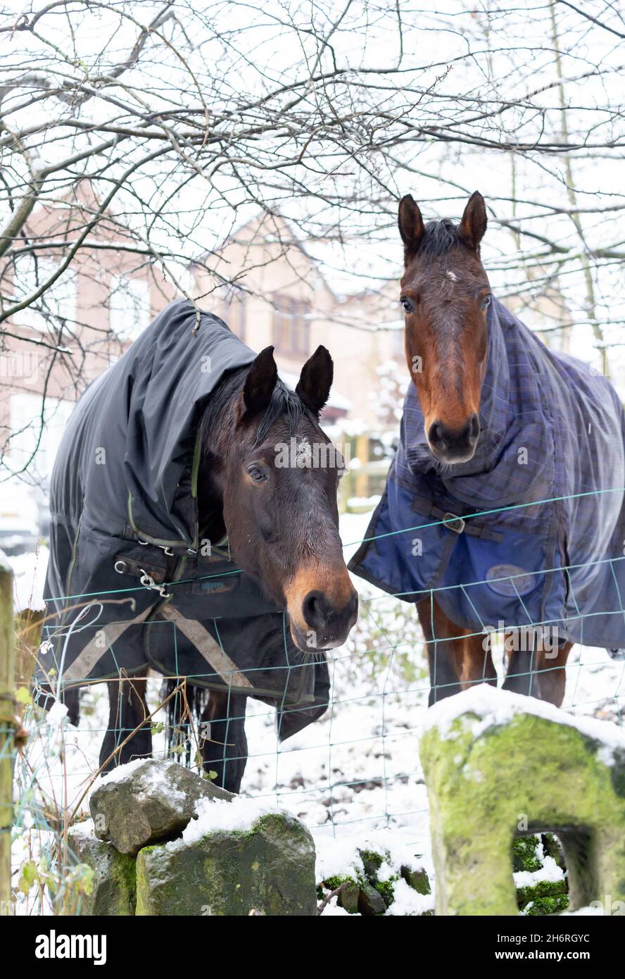 Zwei Pferde lehnen sich im Winter über einen Zaun. Sie tragen Pferdejacken, um sie vor den Elementen zu schützen. Stockfoto