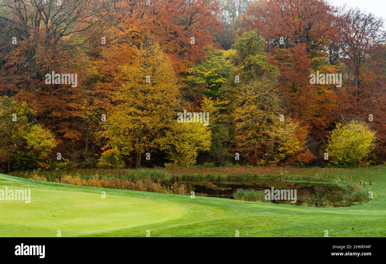 Ein waldreicher Baumbestand, der Herbstfarben zeigt, neben einem Teich auf dem Golfplatz des Hollins Hall Hotel in Baildon, West Yorkshire. Stockfoto