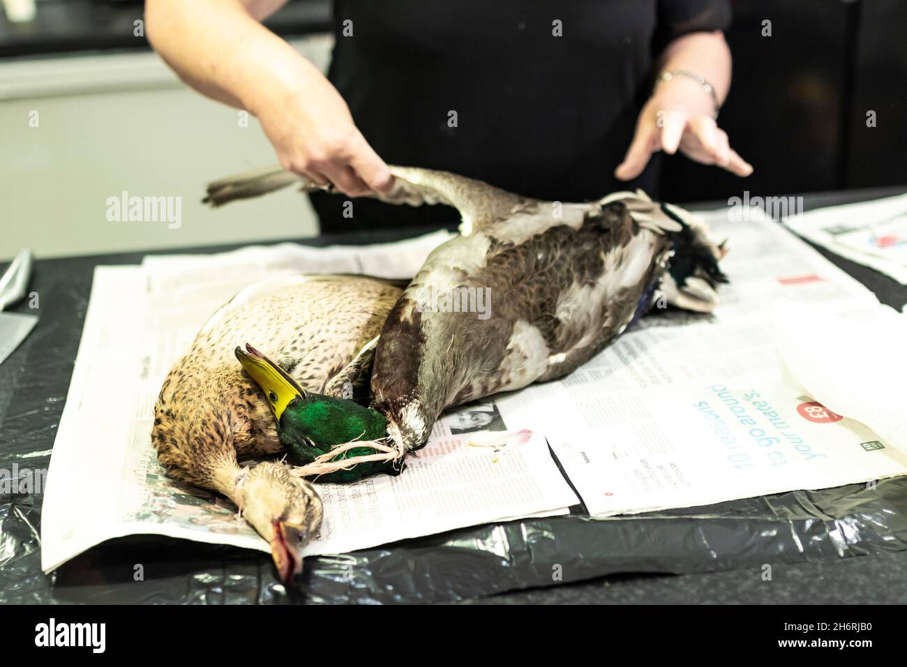Die Frau zieht die Flügelfeder heraus, während sie Schlachten schneidet und eine Ente zum Kochen vorbereitet Stockfoto