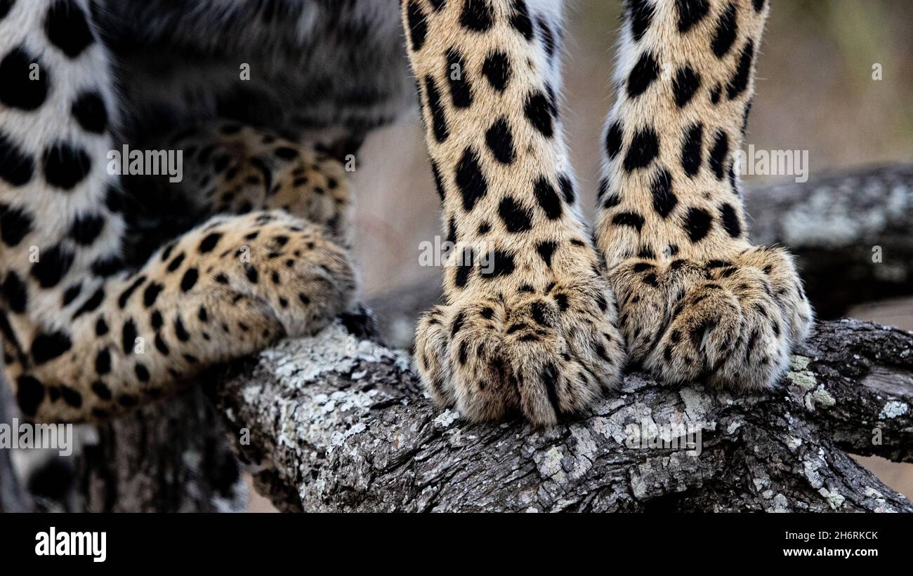 Die Füße eines Leoparden, Panthera pardus, stehen auf einem Ast Stockfoto