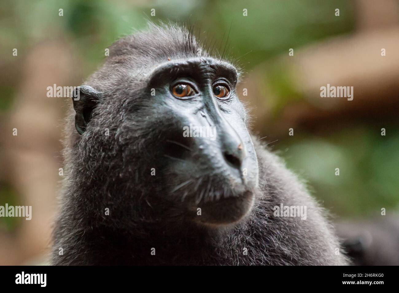 Nahaufnahme des Crested Black Macaque mit witzigem Gesichtsausdruck, Tangkoko National Park, Indonesien Stockfoto