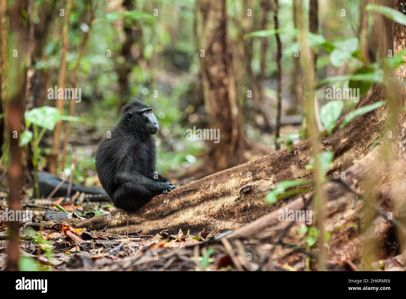 Der Haubenmakak von Stelzen sitzt auf der großen Wurzel des Baumes, dem Tangkoko-Nationalpark, Indonesien Stockfoto