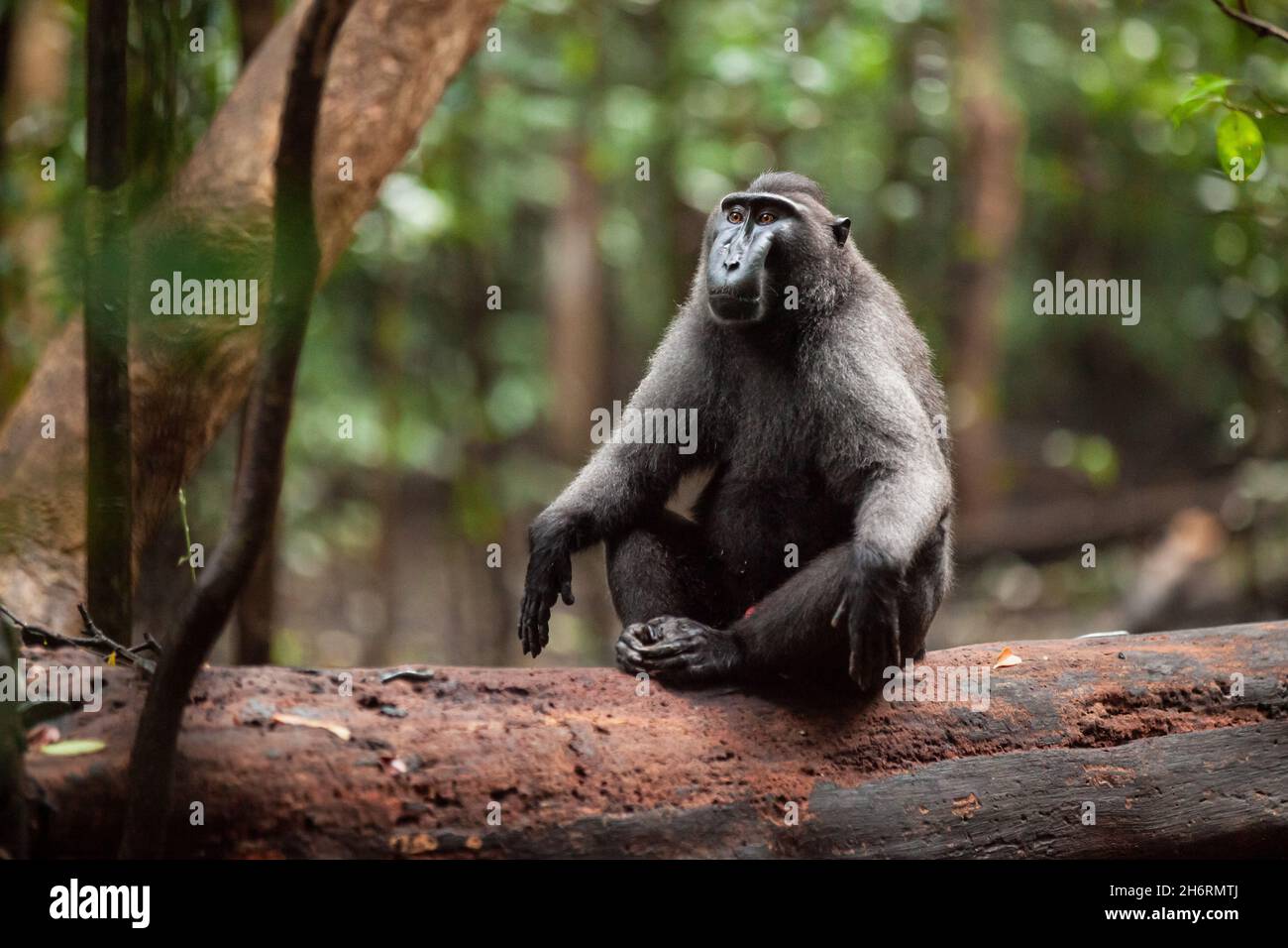 Crested Black Macaque sitzt in Zen-Meditationspose auf dem toten Baumstamm im Tangkoko National Park, Indonesien Stockfoto