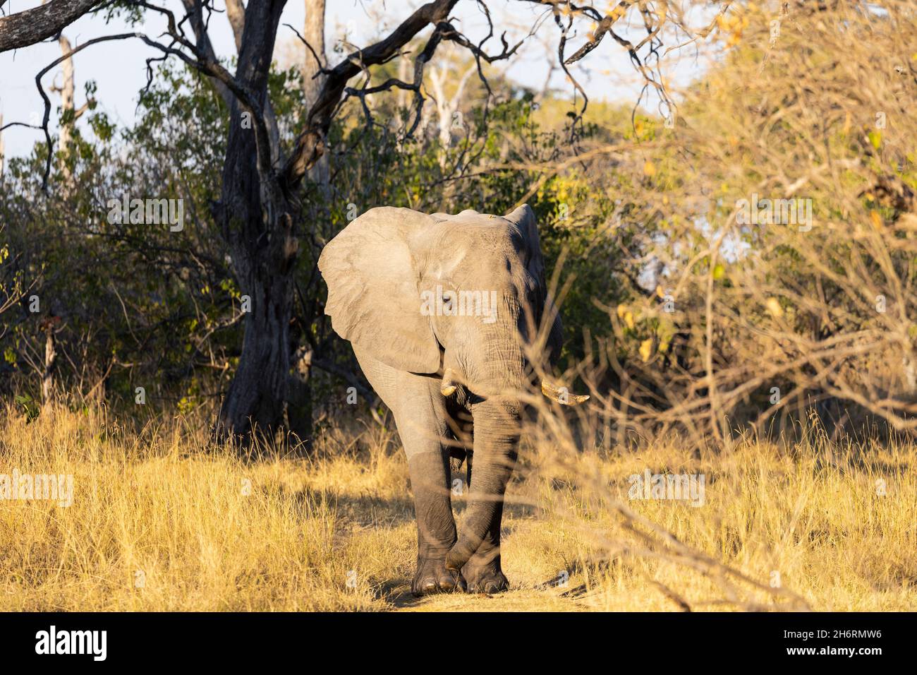 Ein einziges Tier, loxodonta africanus, ein reifer afrikanischer Elefant. Stockfoto
