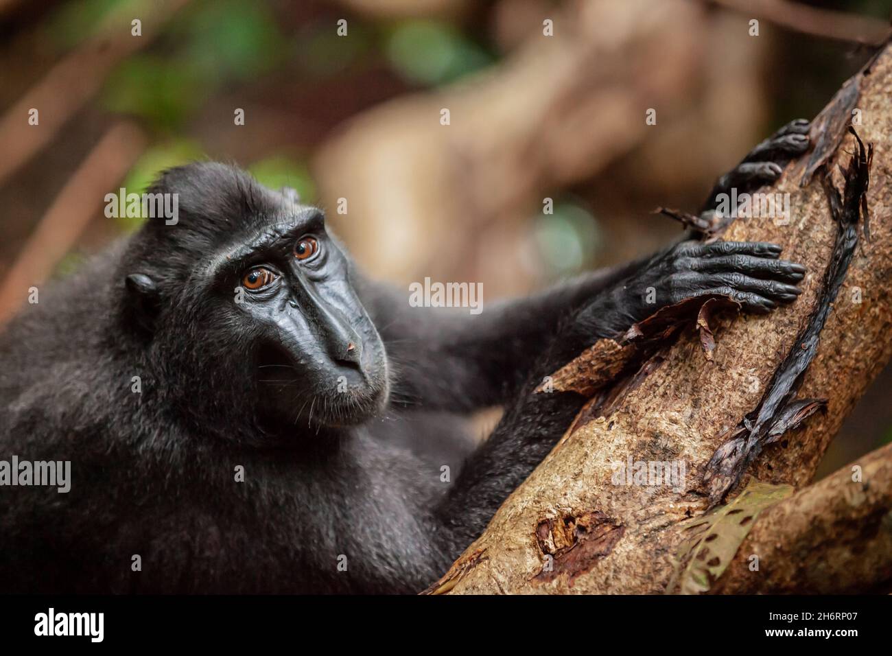 Crested Black Macaque in seinem tropischen Waldhabitat, Tangkoko National Park, Indonesien Stockfoto