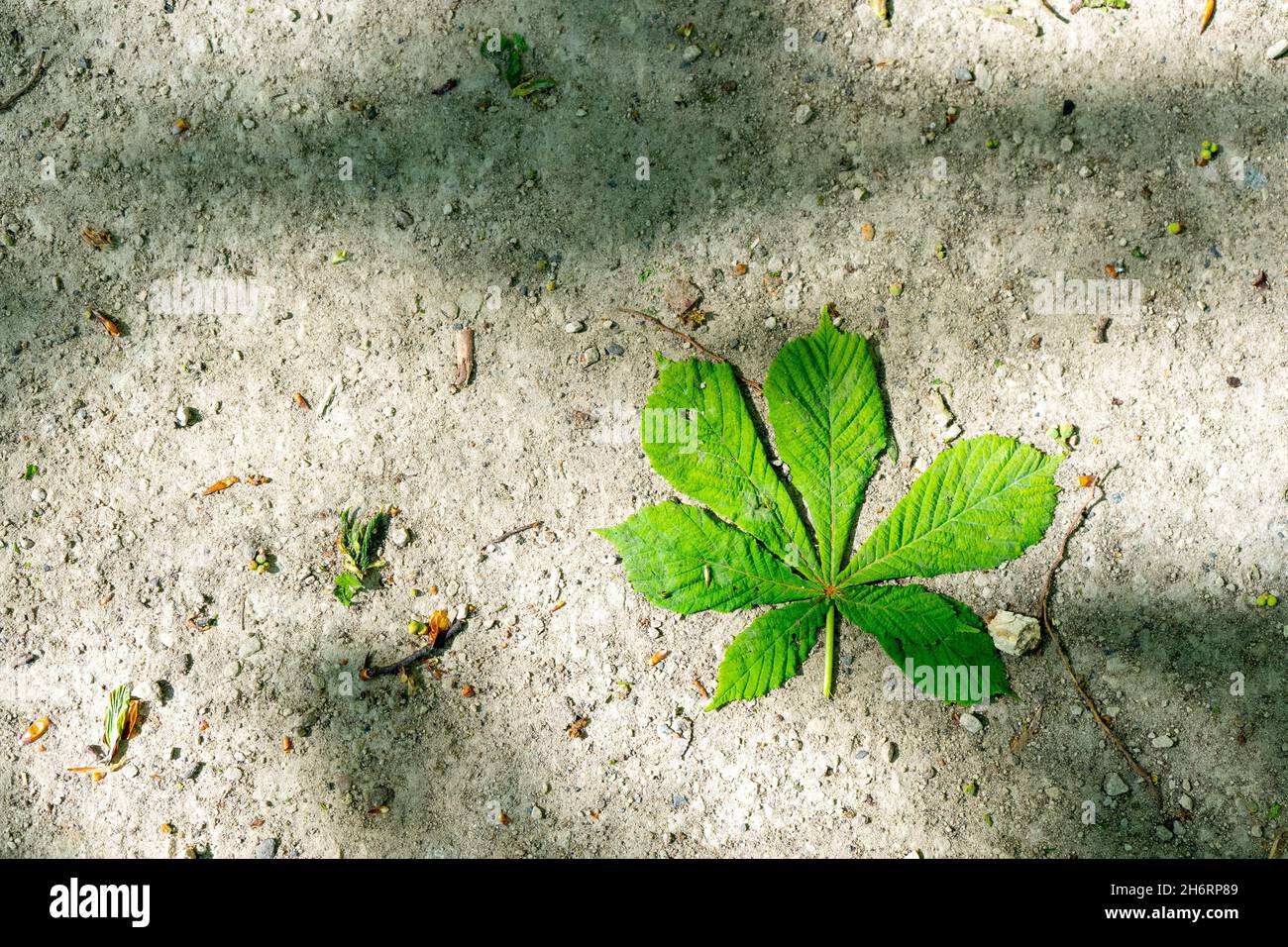 Kastanienblatt auf steinigem Untergrund. Stockfoto