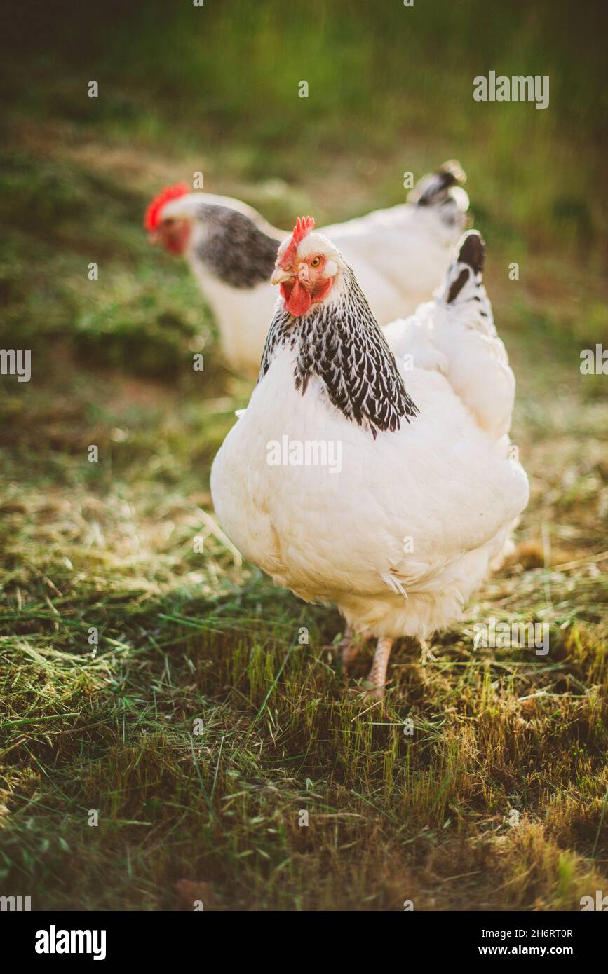 Zwei Helle Sussex-Hühner, die auf dem Bauernhof frei herumlaufen Stockfoto