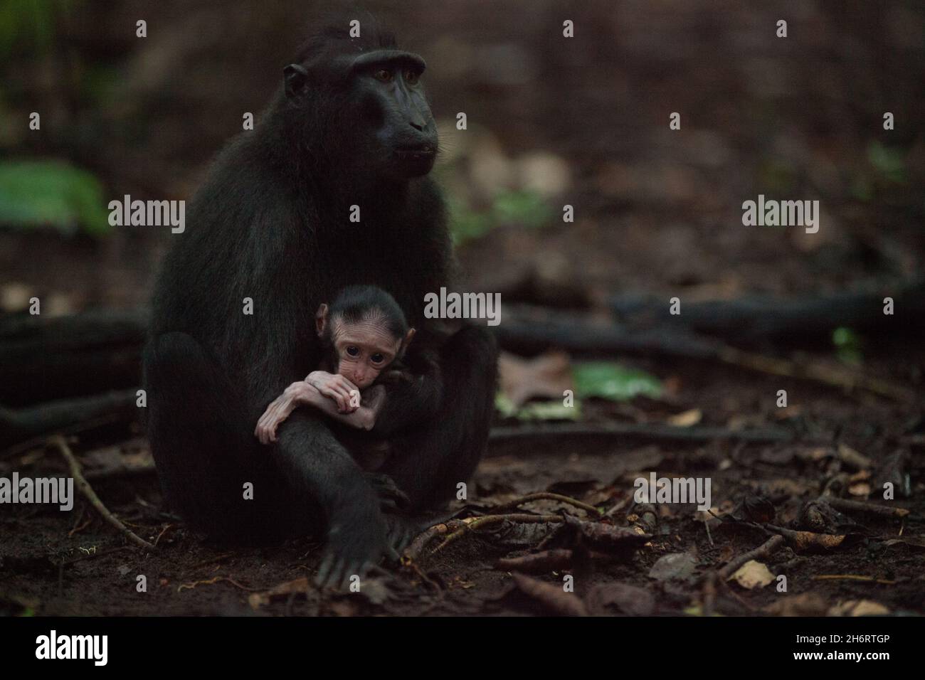 Mutter und Baby macaca nigra im Dschungel von Sulawesi Stockfoto