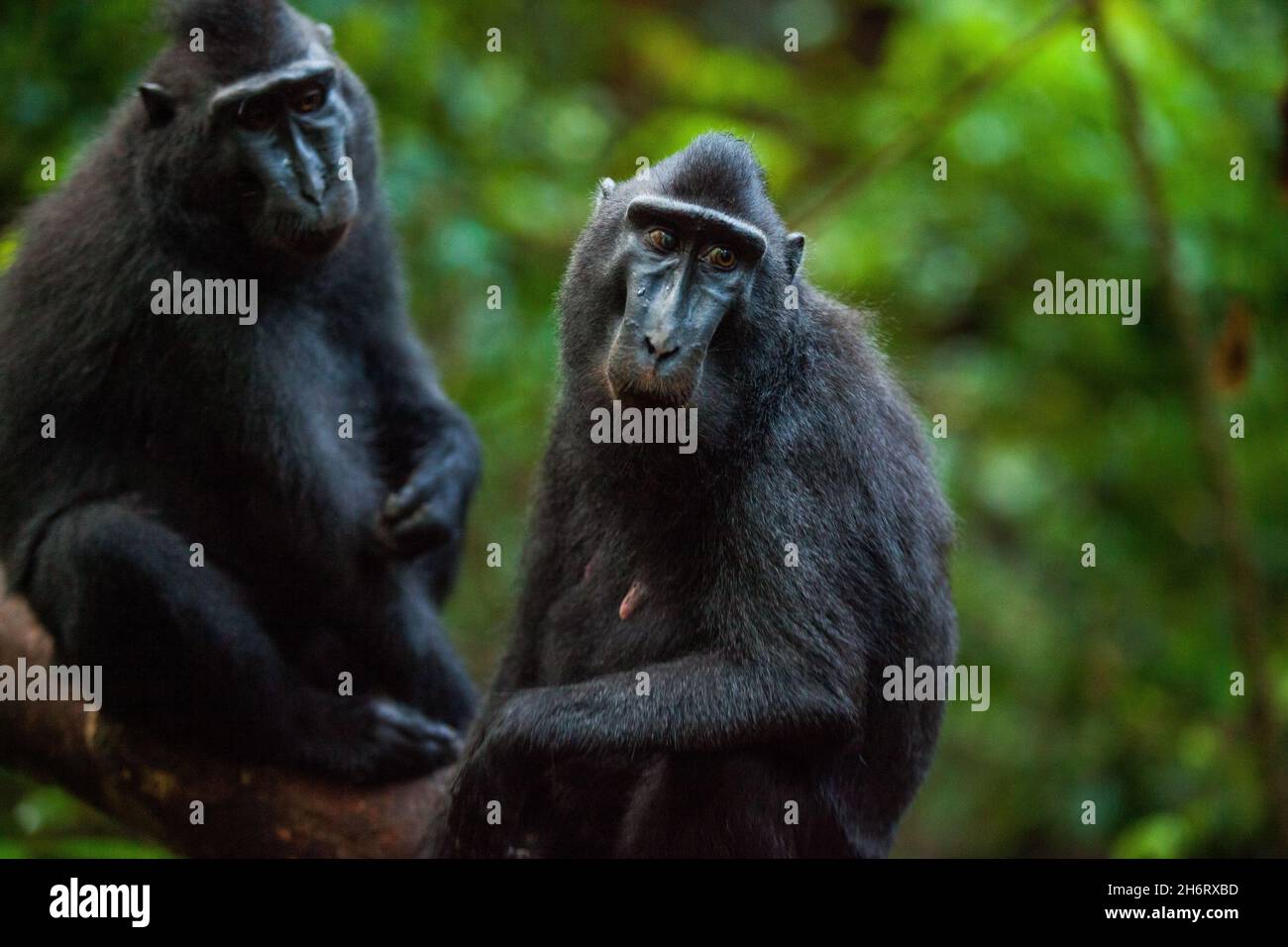 Nahaufnahme von zwei Macacas im Regenwald Indonesiens Stockfoto