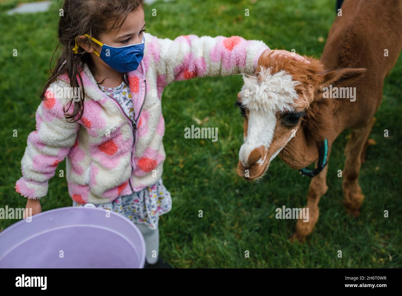 Junges Mädchen in Gesichtsmaske streicheln Alpaka Stockfoto