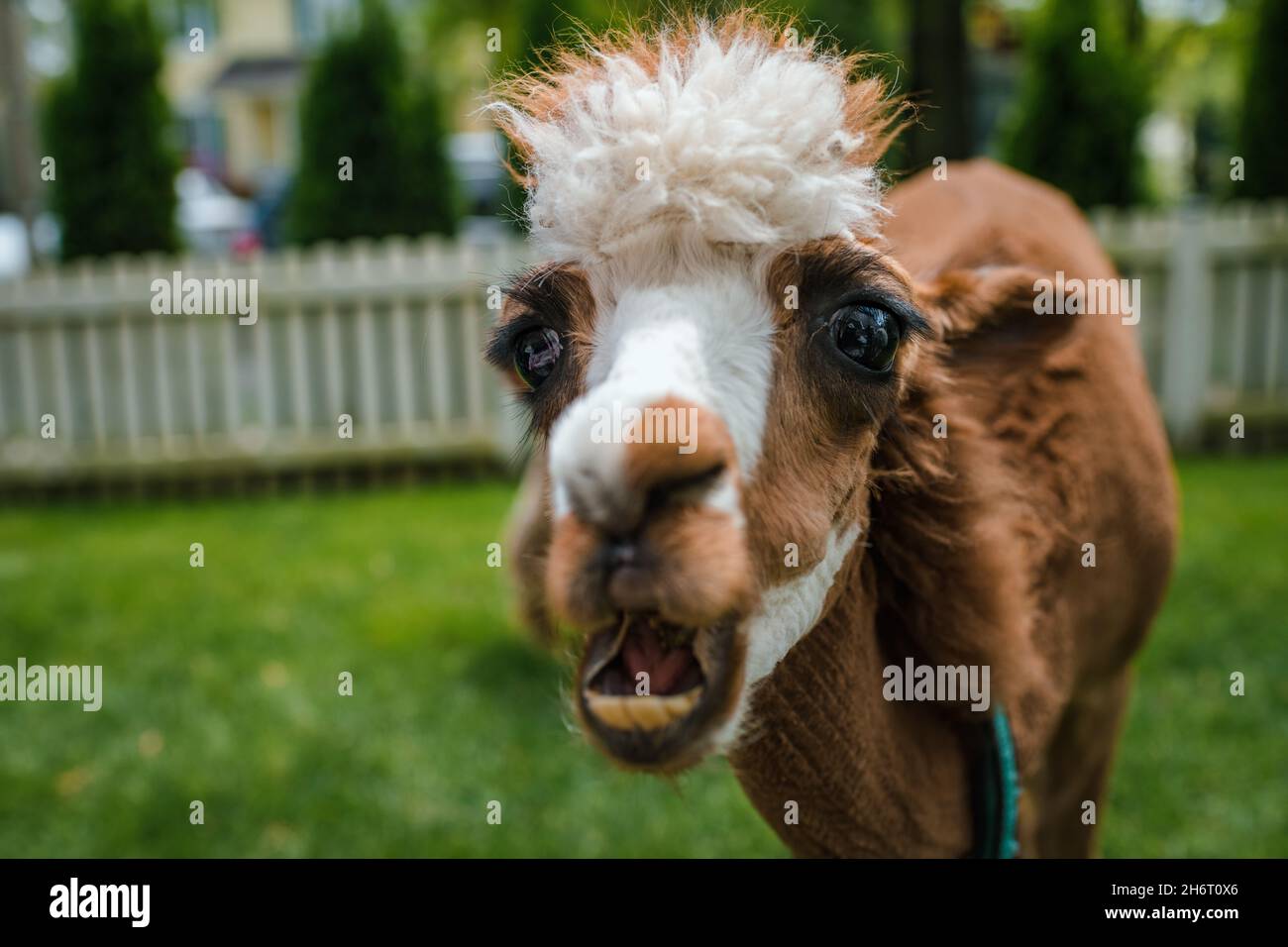 Alpaca schaut auf die Kamera komisches Gesicht Stockfoto