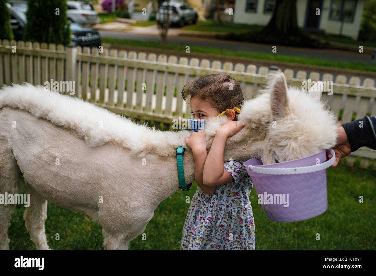 Junges Mädchen umarmt Alpaka in Vorstadthof Stockfoto