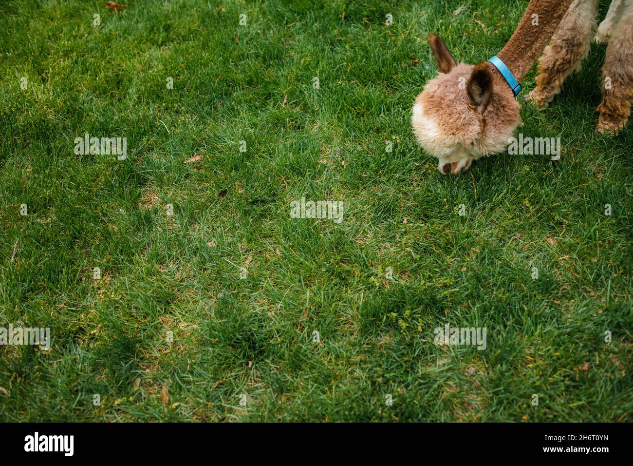 Alpaca Essen Gras Hintergrund mit Kopierer Platz Stockfoto