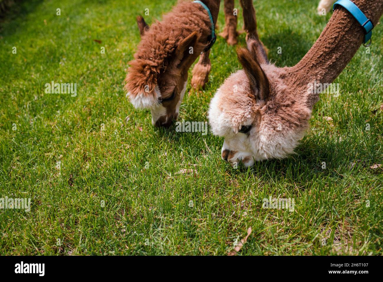 Einheimische Alpakas tragen Kragen und essen Gras Stockfoto