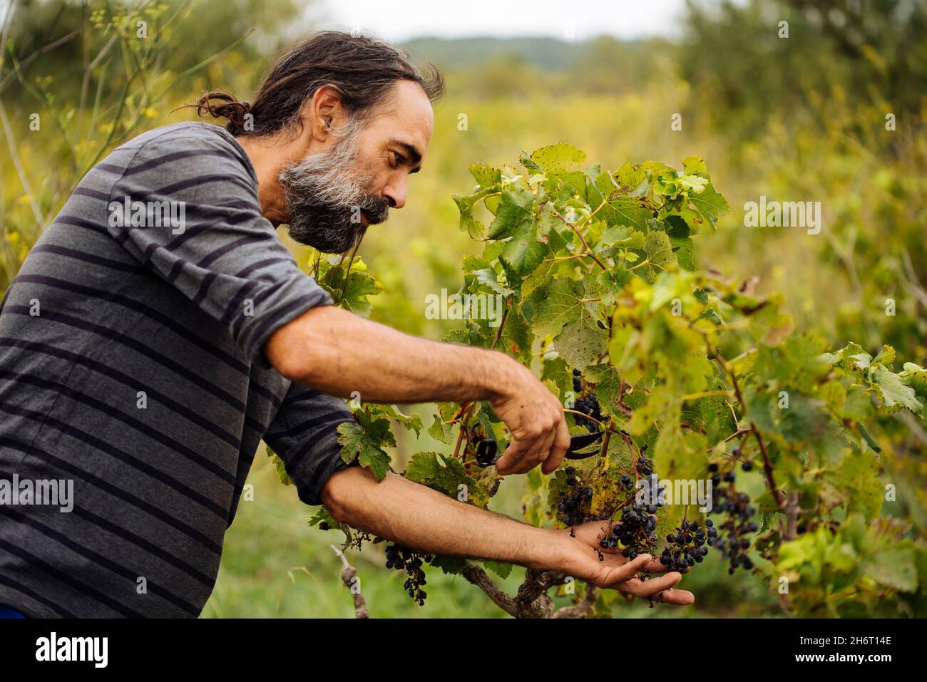 Bauer erntet während der Weinlese in einem Weinberg. Stockfoto Bauer erntet während der Weinlese in einem Weinberg. Stockfoto
