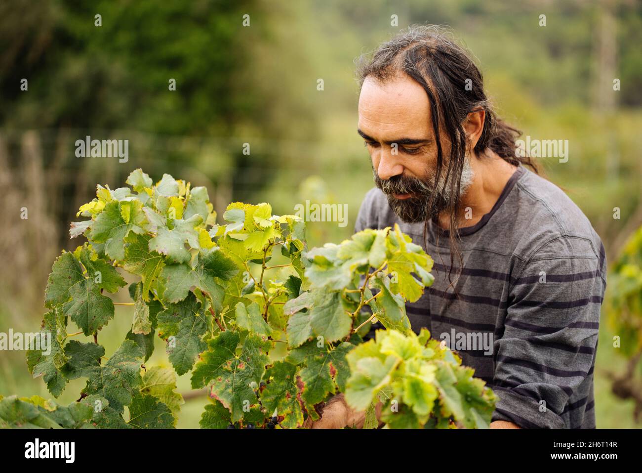 Bauer erntet während der Weinlese in einem Weinberg. Stockfoto
