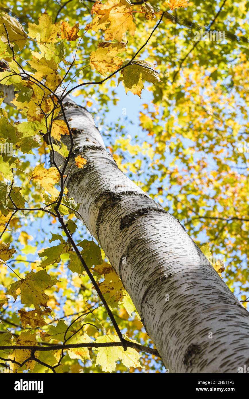 Nahaufnahme der Rinde einer Birke und ihrer Blätter an einem Herbsttag. Stockfoto