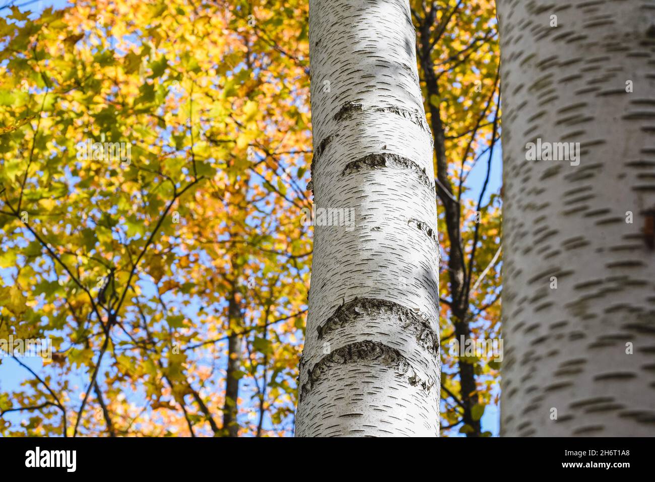 Nahaufnahme der Birkenrinde an einem Herbsttag. Stockfoto