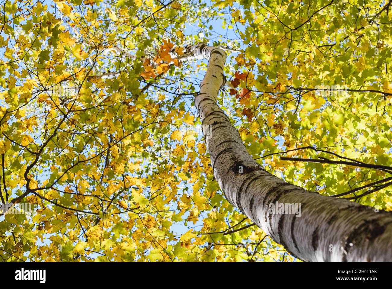 Niedrige Ansicht einer Birke und ihrer Blätter an einem Herbsttag. Stockfoto