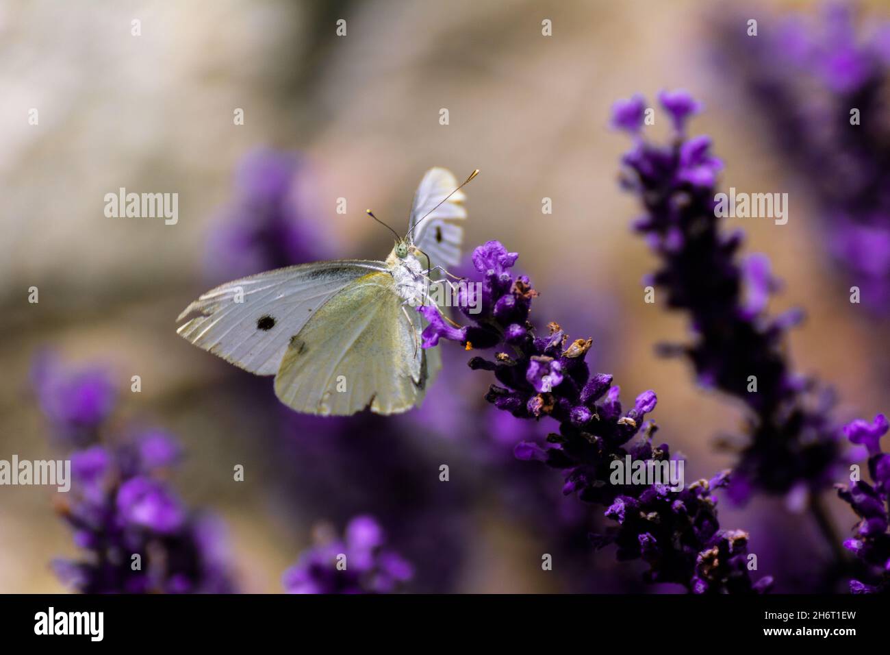 Schmetterling sitzt auf Lavendel im Garten. Stockfoto