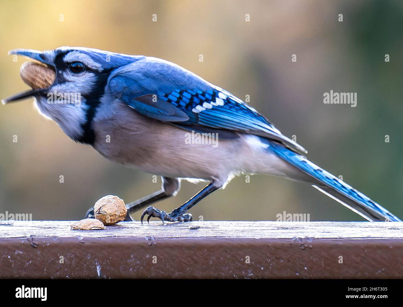 Bluejay kommt auf dem Deck an, um Erdnüsse zu essen Stockfoto