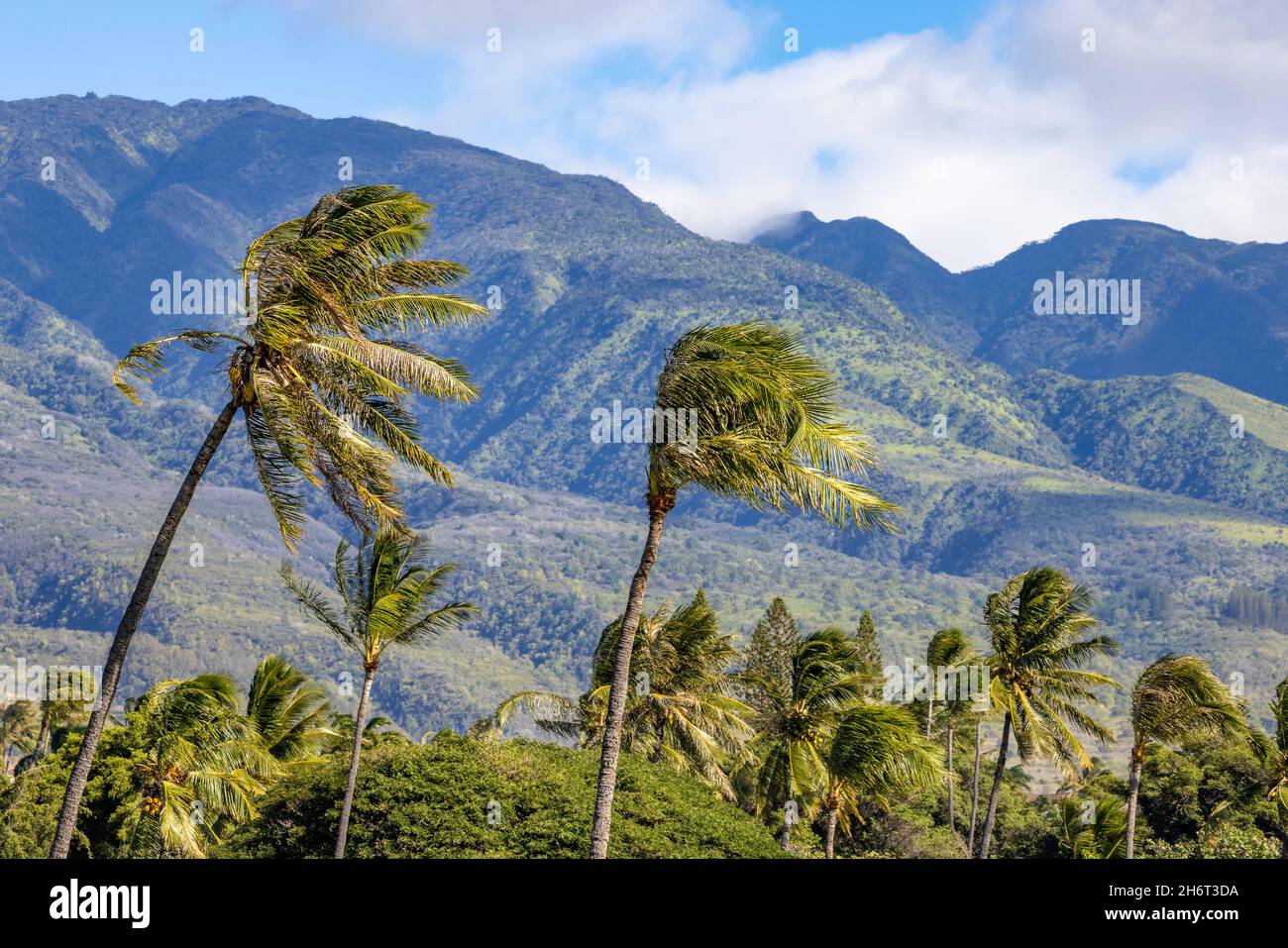 Palmen wehen im Wind mit den West Maui Bergen im Hintergrund, Hawaii. Stockfoto