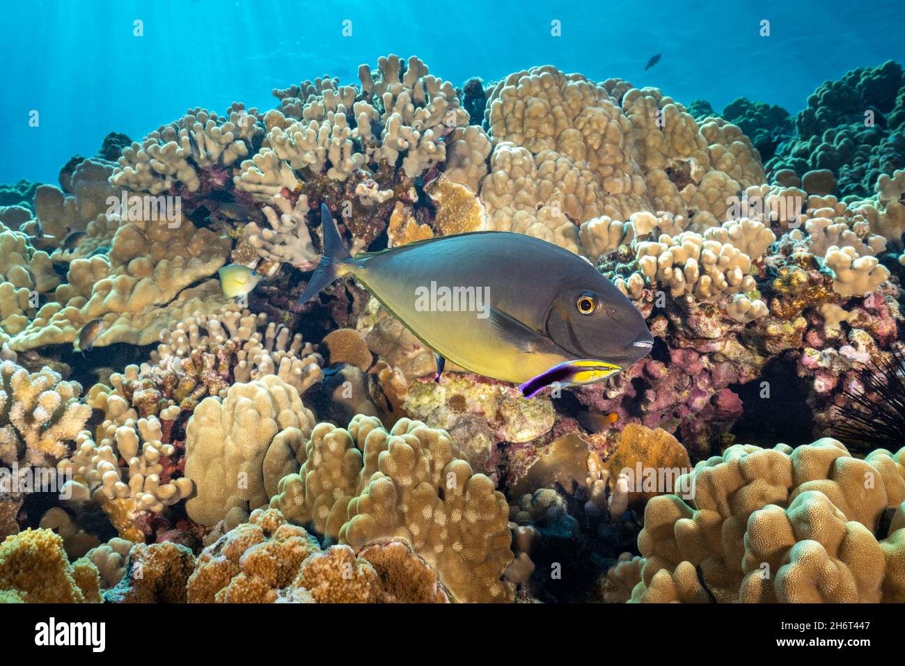 Dieser schlanke Einhornfisch, Naso hexacanthus, hat einen Stopp an einer Reinigungsstation gemacht, die von einem endemischen hawaiianischen Reinigungswrassen, Labroides phthirophagu, betrieben wird Stockfoto