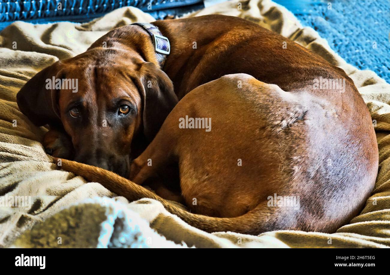 Postpartale Rotbone Coonhound Stockfoto