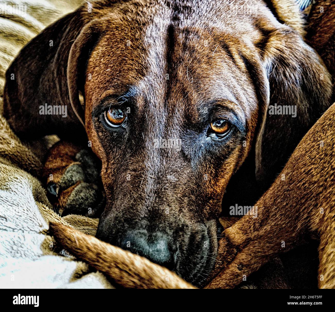 Postpartale Rotbone Coonhound Stockfoto