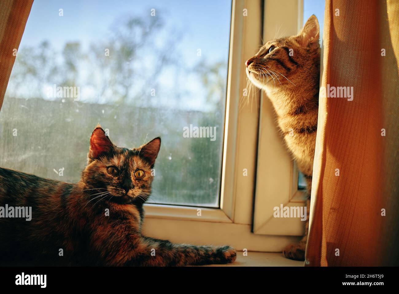 Die gestreifte, neugierige Katze blickt vom Vorhang aus und aus dem Fenster auf die Straße. Zwei niedliche flauschige Katzen auf der Fensterbank. Faules Haustier liegt unter den Strahlen der Sonne. Stockfoto