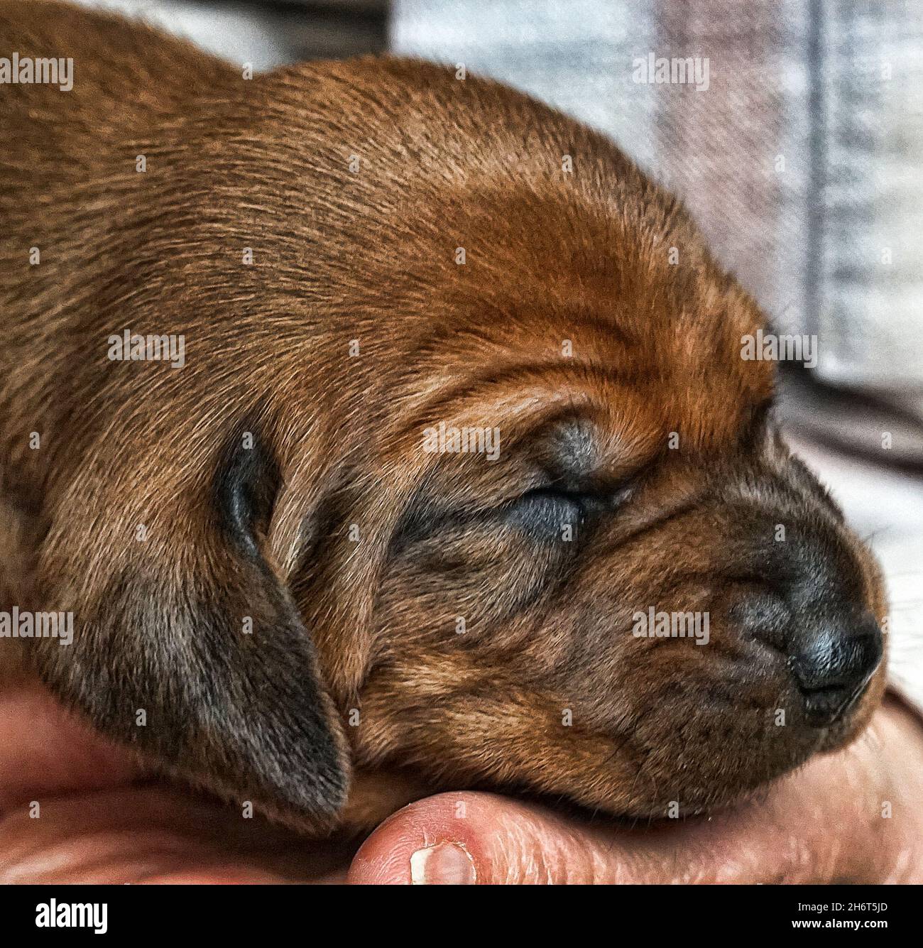 Redbone Coonhound Welpen Stockfoto