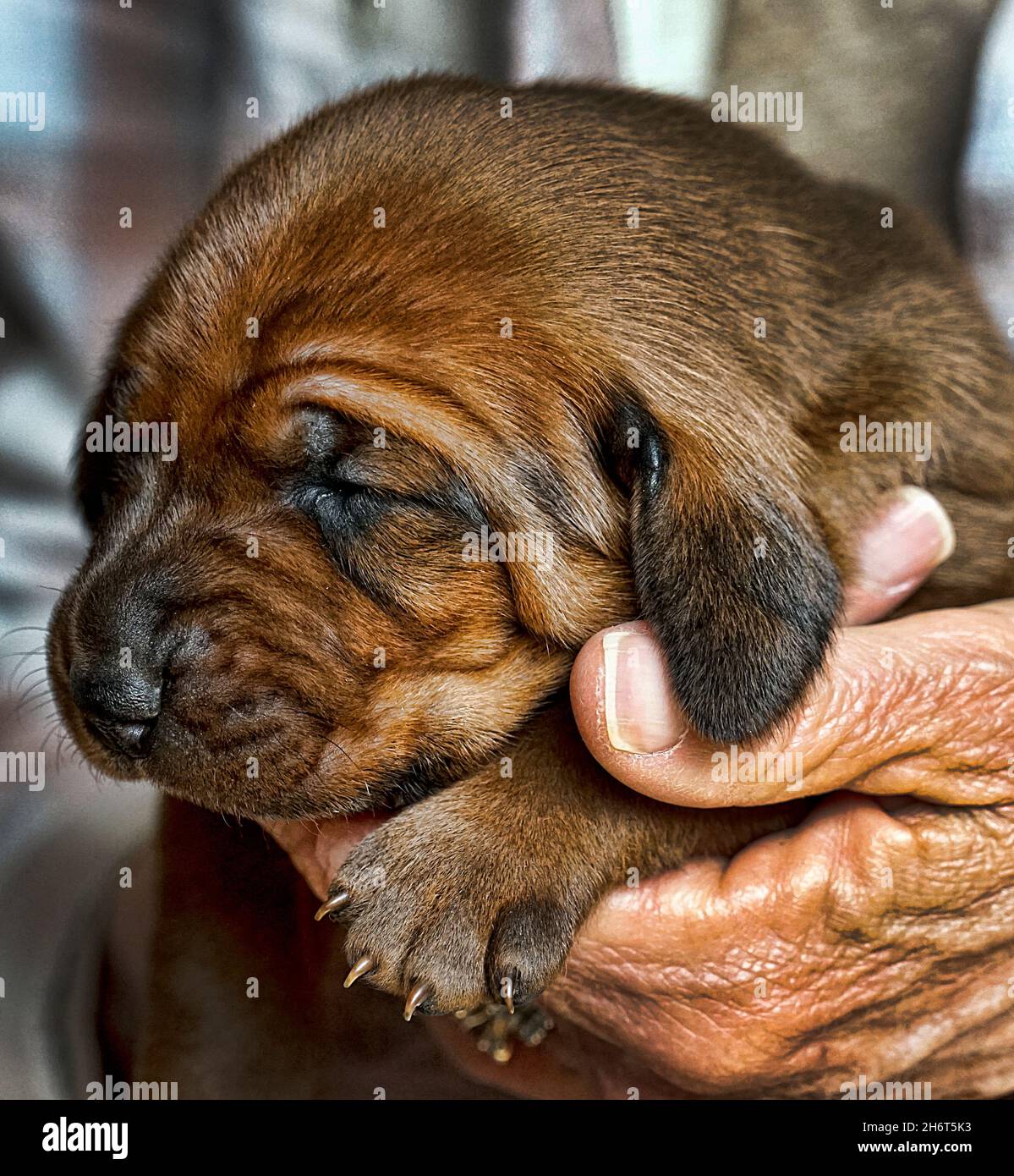 Rotbone Coonhound Puppy Wurf Stockfoto
