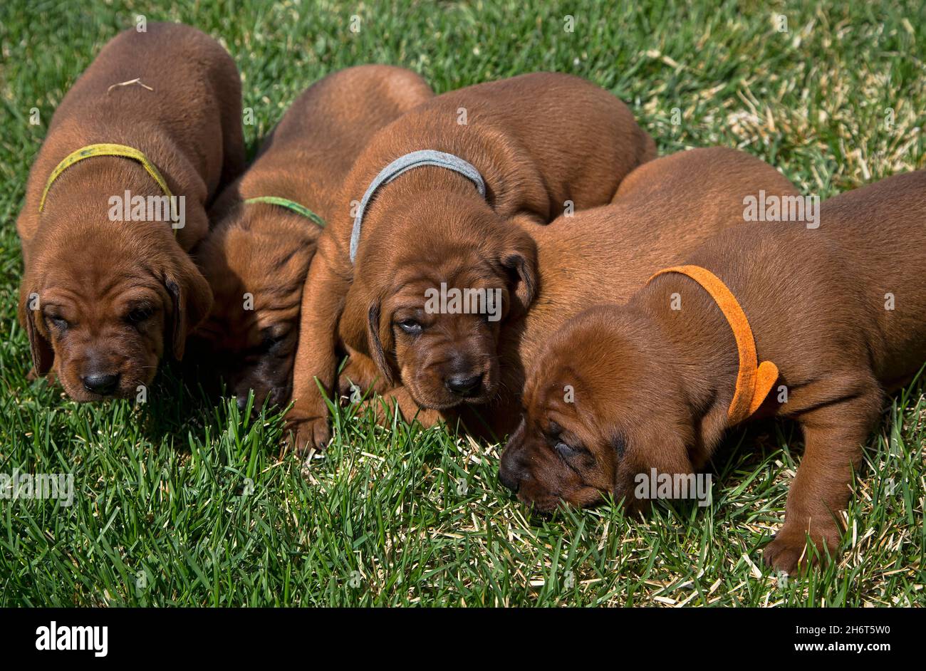 Redbone Coonhound Wurf Stockfoto