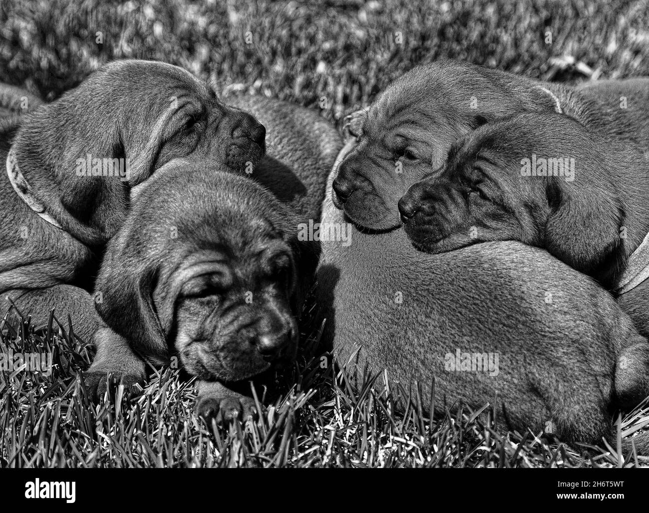 Rotbone Coonhound Puppy Wurf Stockfoto