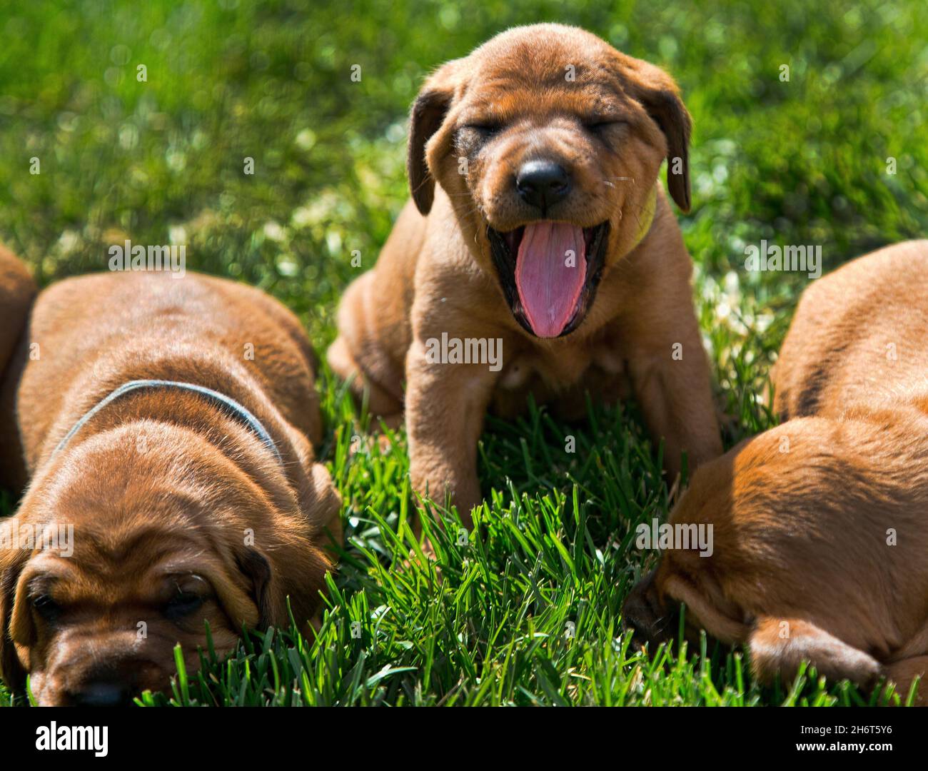 Rotbone Coonhound Puppy Wurf Stockfoto
