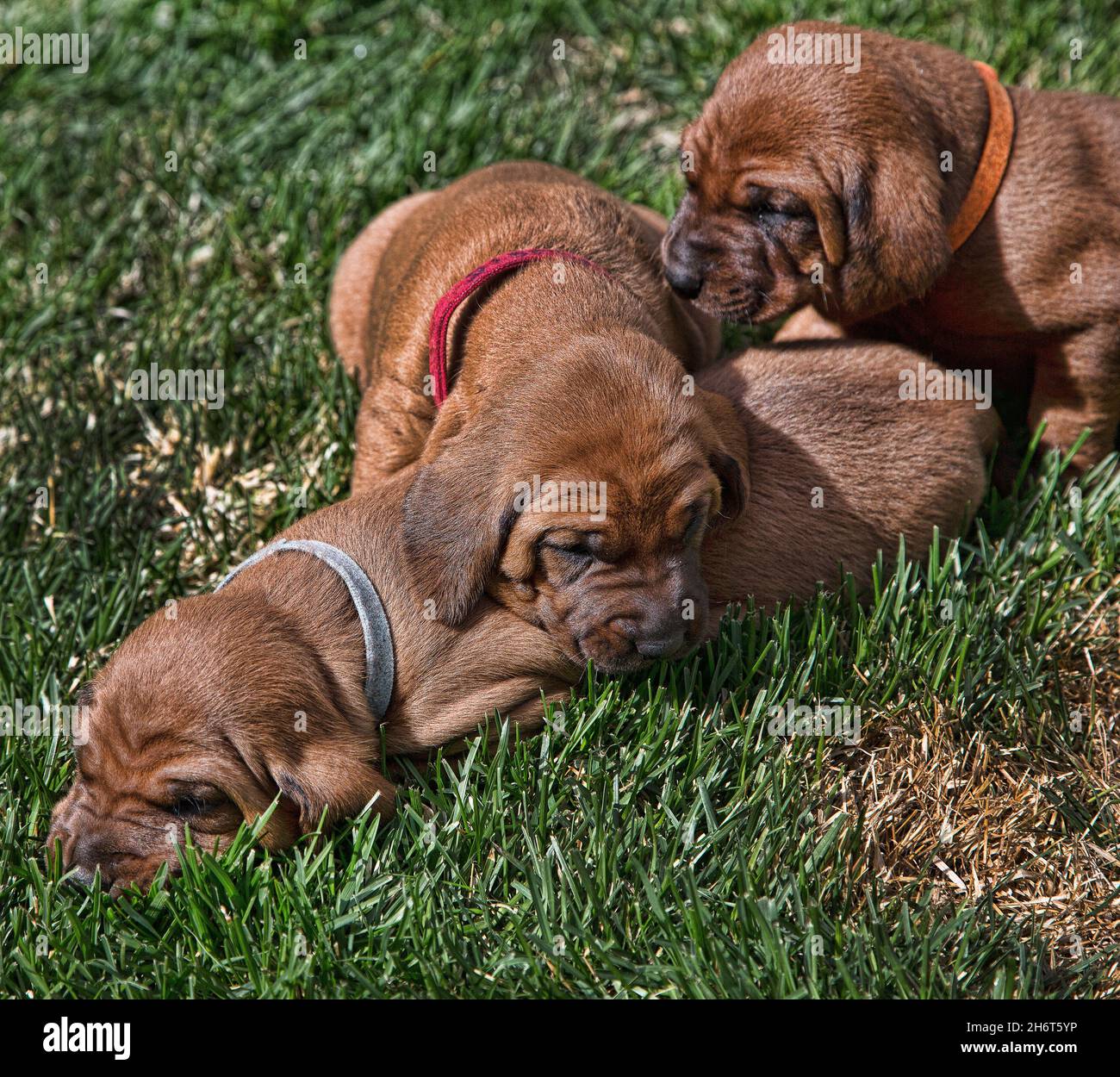 Rotbone Coonhound Puppy Wurf Stockfoto