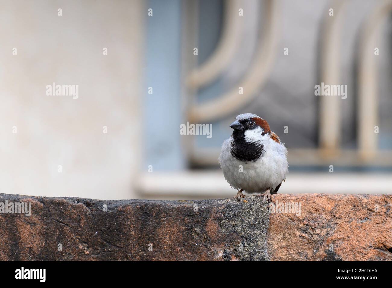 Männlicher Haussperling, Passer domesticus, ein Vogel der Sperlinge Familie Passeridae, oft in indischen Häusern gefunden. Stockfoto