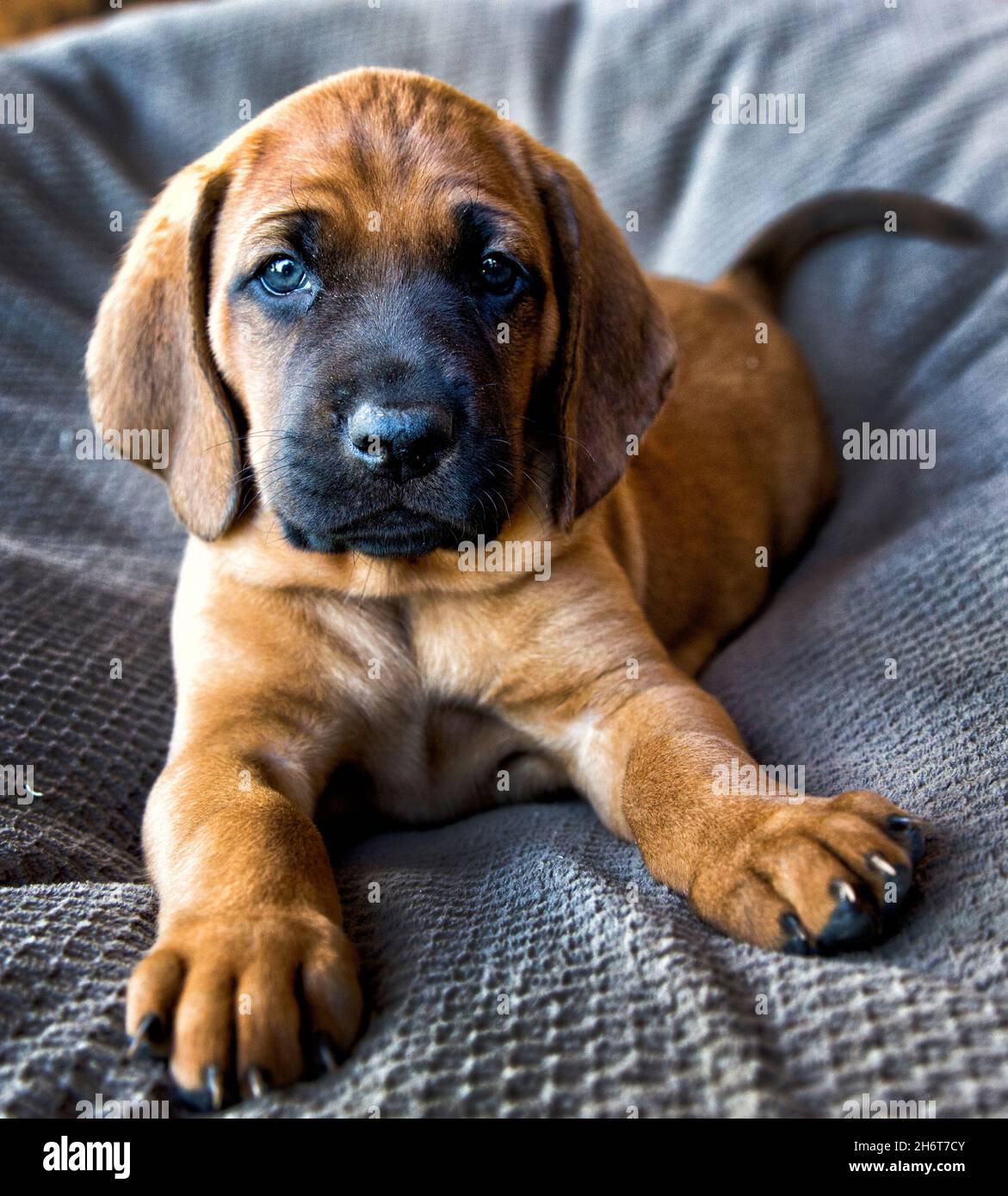 Redbone Coonhound Welpen. Stockfoto