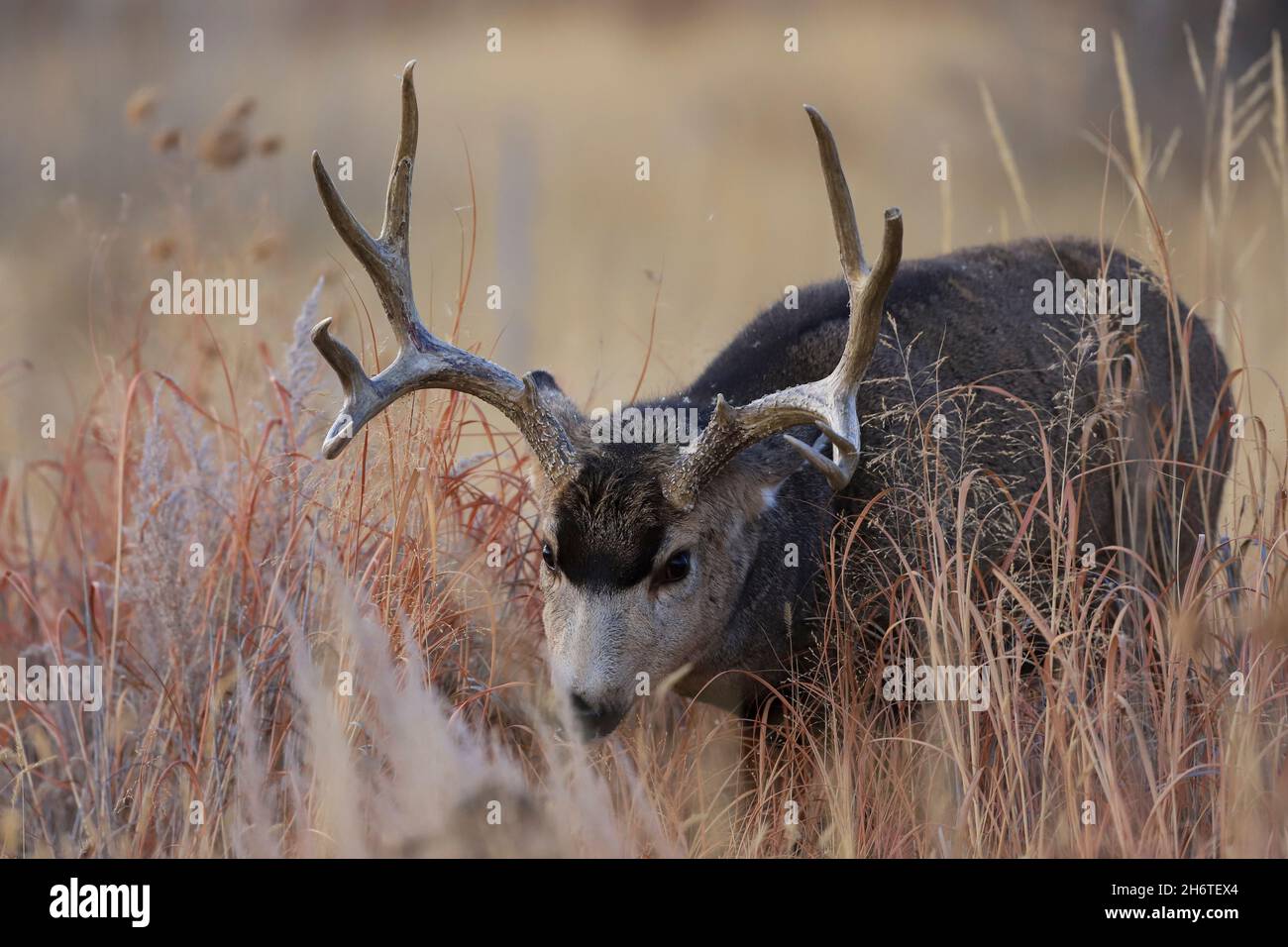 Maultier Hirschen Buck mit großem Geweih im Herbst Rut Stockfoto