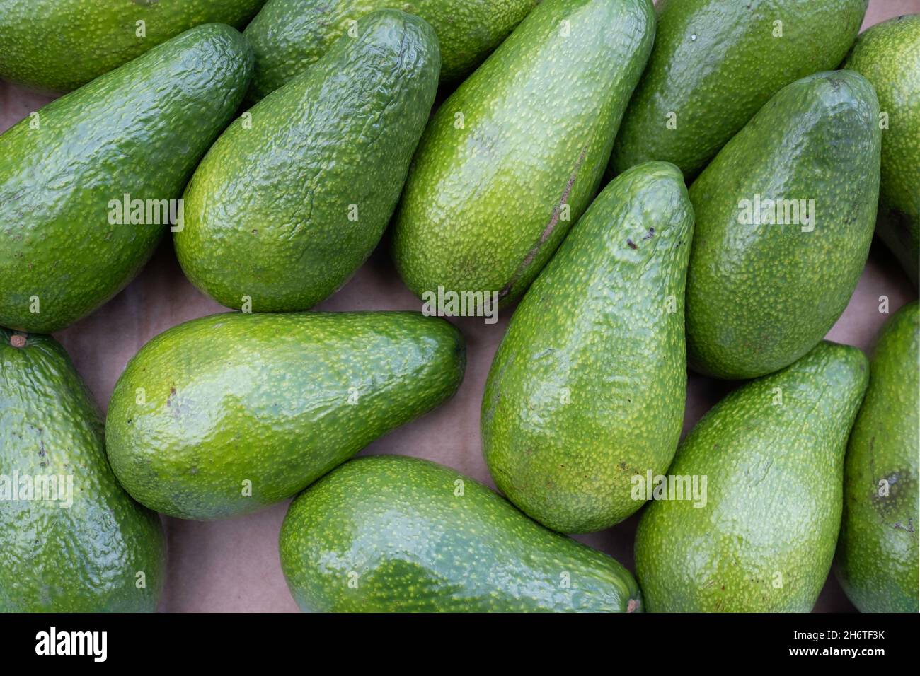 In einem Gemüsehändler werden eine Reihe von leuchtend grünen Avocados ausgestellt Stockfoto