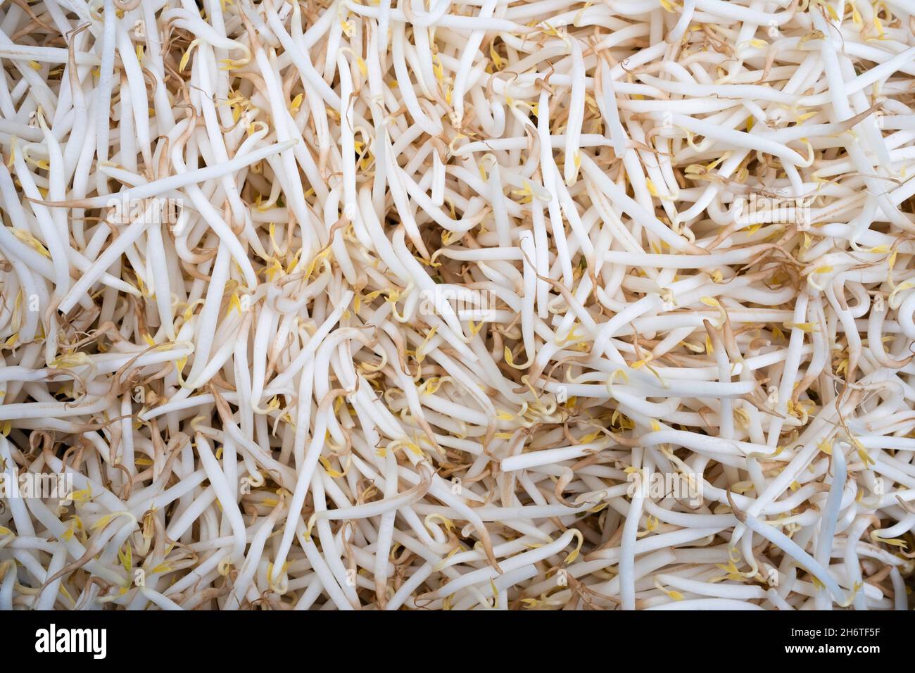 Eine Schüssel voller Mungbohnensprossen von oben gesehen Stockfoto