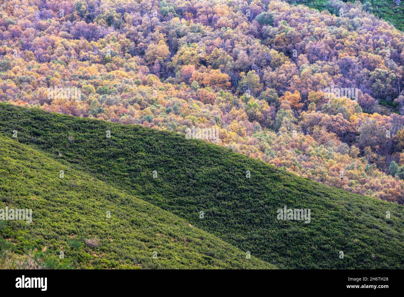 Die mit Ginster bedeckten Hügel wechseln sich mit Laubwäldern in der Ancares-Bergkette in Cervantes Lugo Galicia ab Stockfoto
