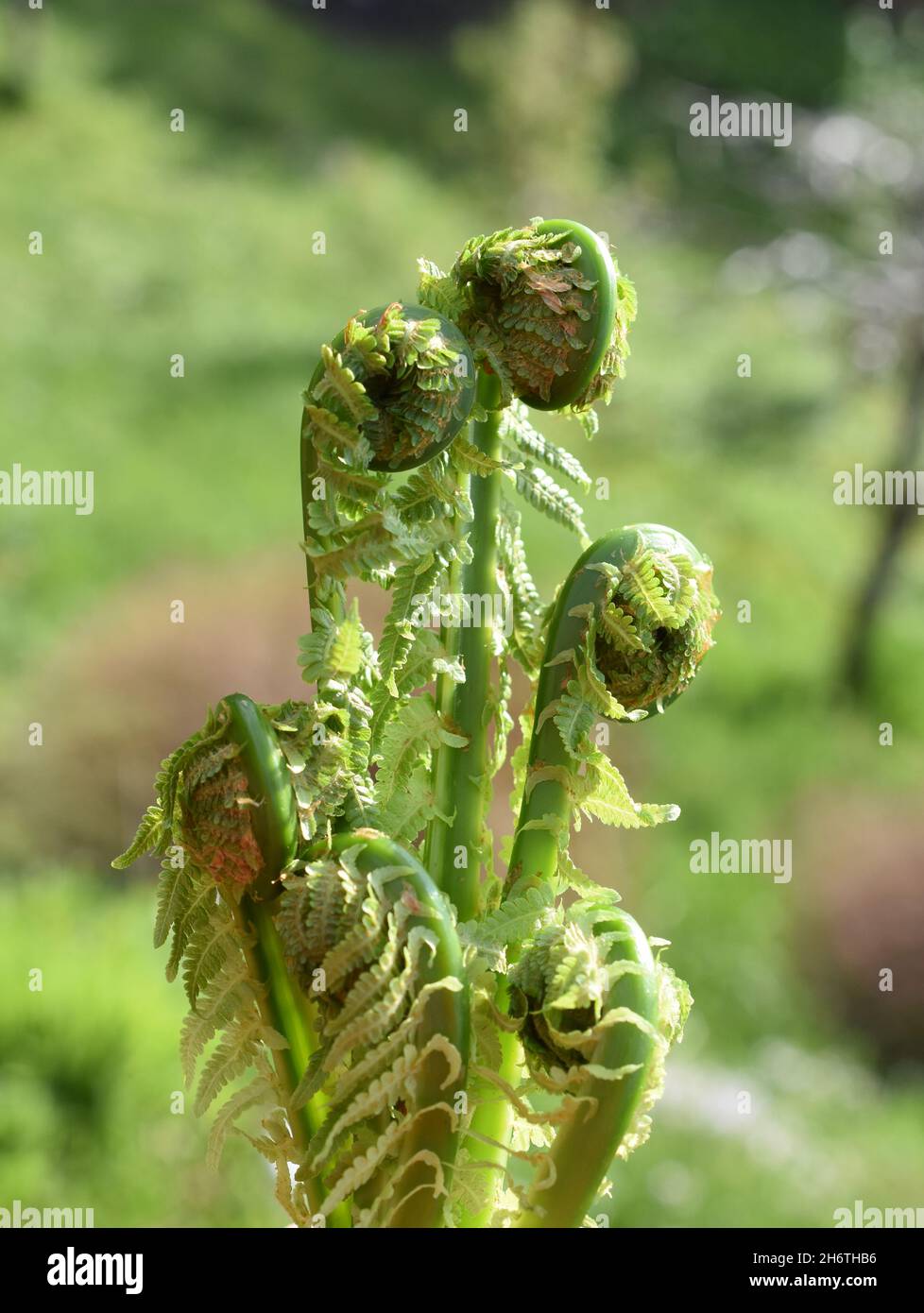 Straußenfarn Matteuccia struthiopteris rollt die Blätter im Frühjahr aus Stockfoto