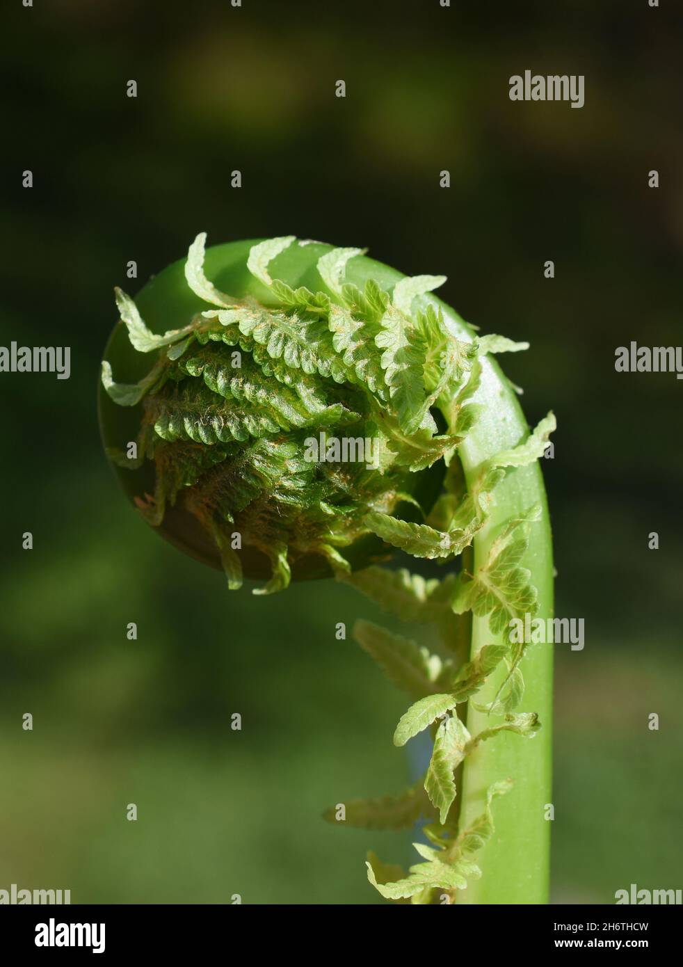 Straußenfarn Matteuccia struthiopteris rollt die Blätter im Frühjahr aus Stockfoto